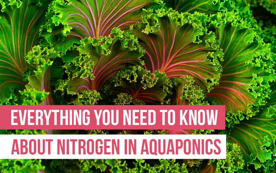 nitrogen in aquaponics