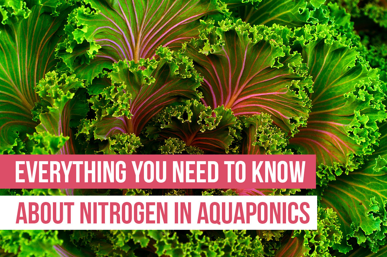 Everything You Need to Know About Nitrogen in Aquaponics ...