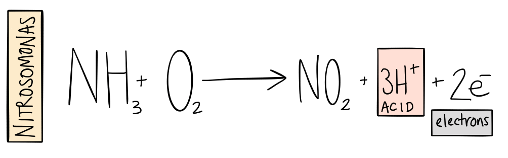 nitrogen in aquaponics