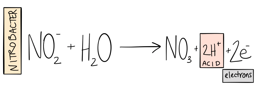 nitrogen in aquaponics