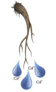 calcium deficiency