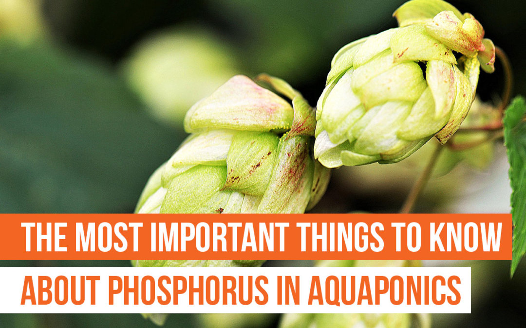 phosphorus