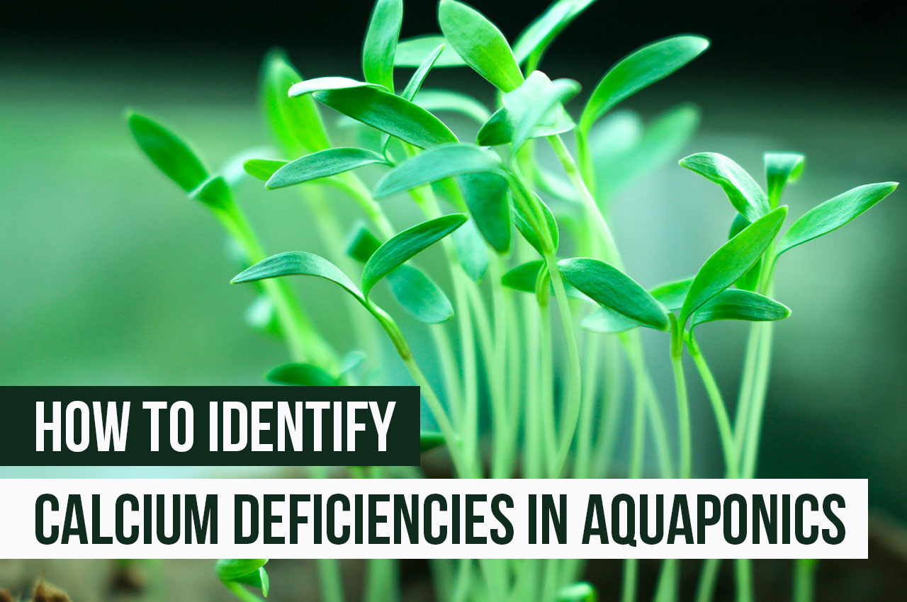 how to identify a calcium deficiency in aquaponics