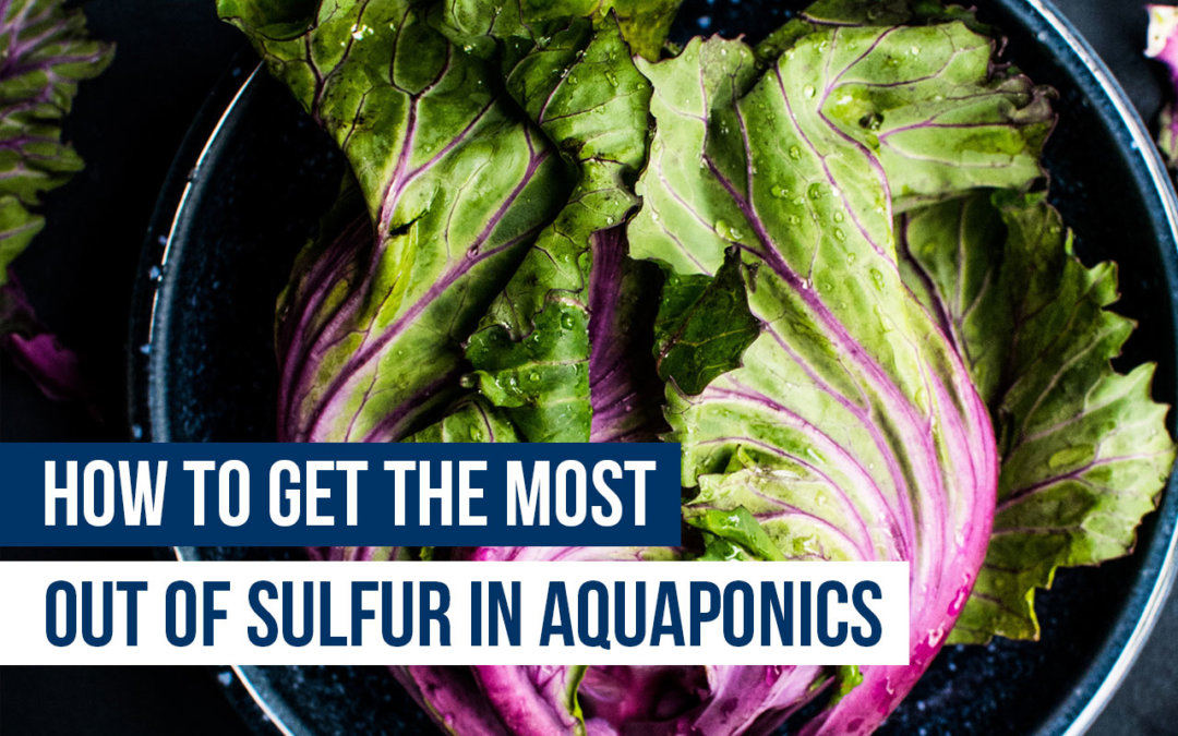 How to Get the Most out of Sulfur in Aquaponics