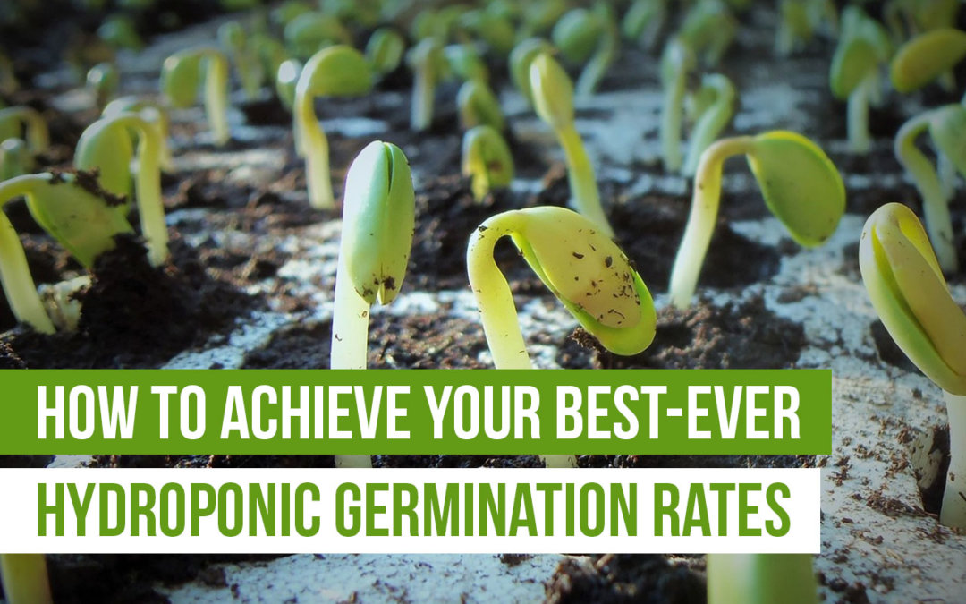 How to Achieve Your Best-Ever Hydroponic Germination Rates