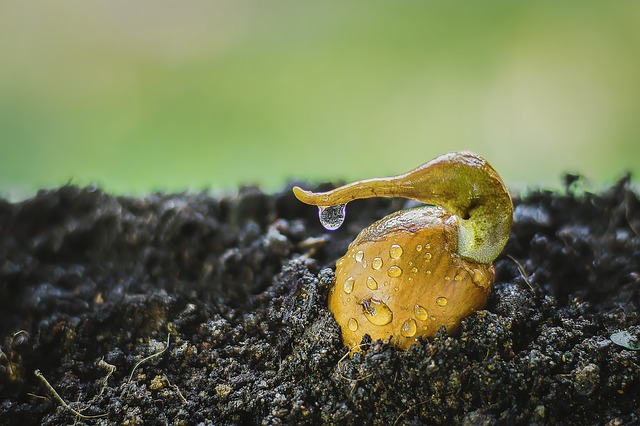 hydroponic germination