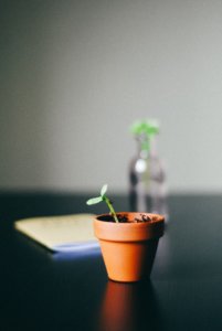 hydroponic germination