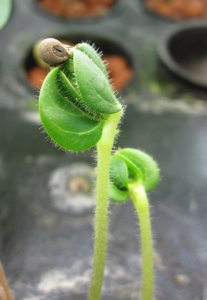 hydroponic germination