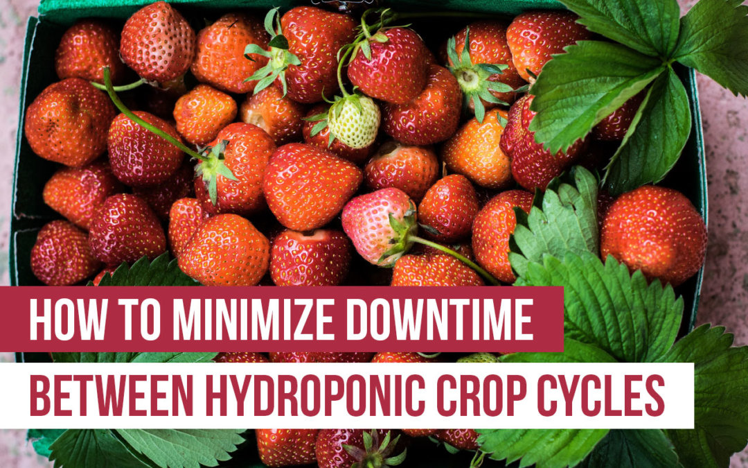 How to Minimize Downtime Between Hydroponic Crop Cycles