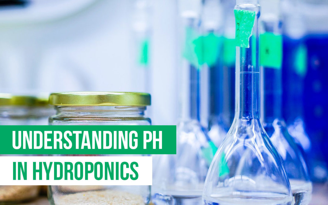 What You Need to Know About pH in Hydroponics