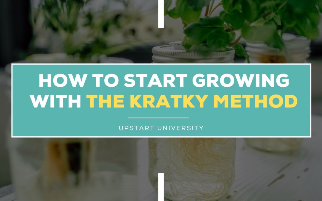 plants growing in a mason jar using the kratky method