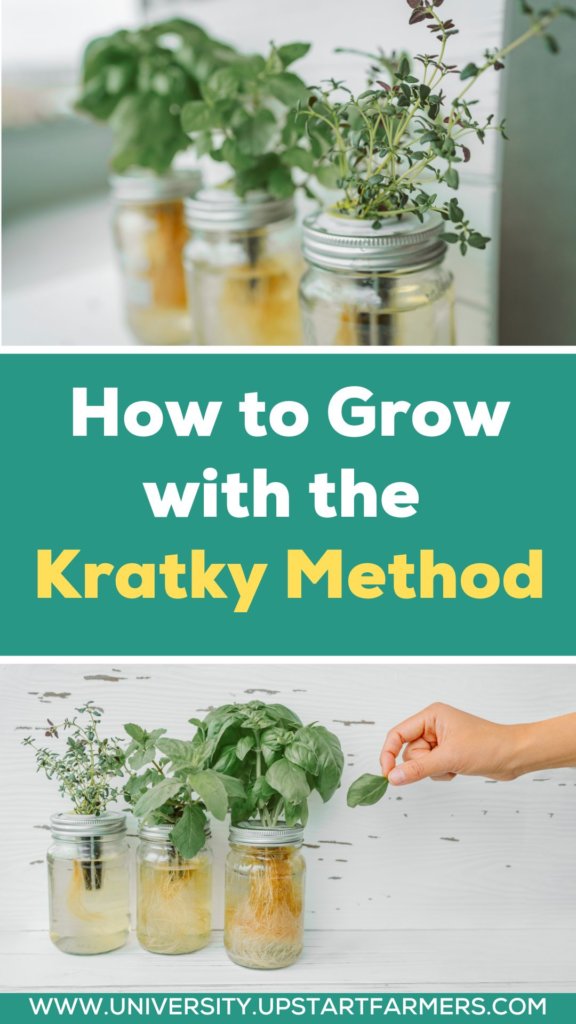 plants growing in a mason jar using the kratky method