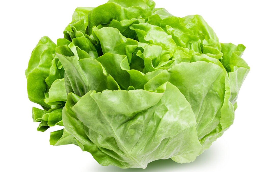 A Focus on Lettuce | Vertical Farming