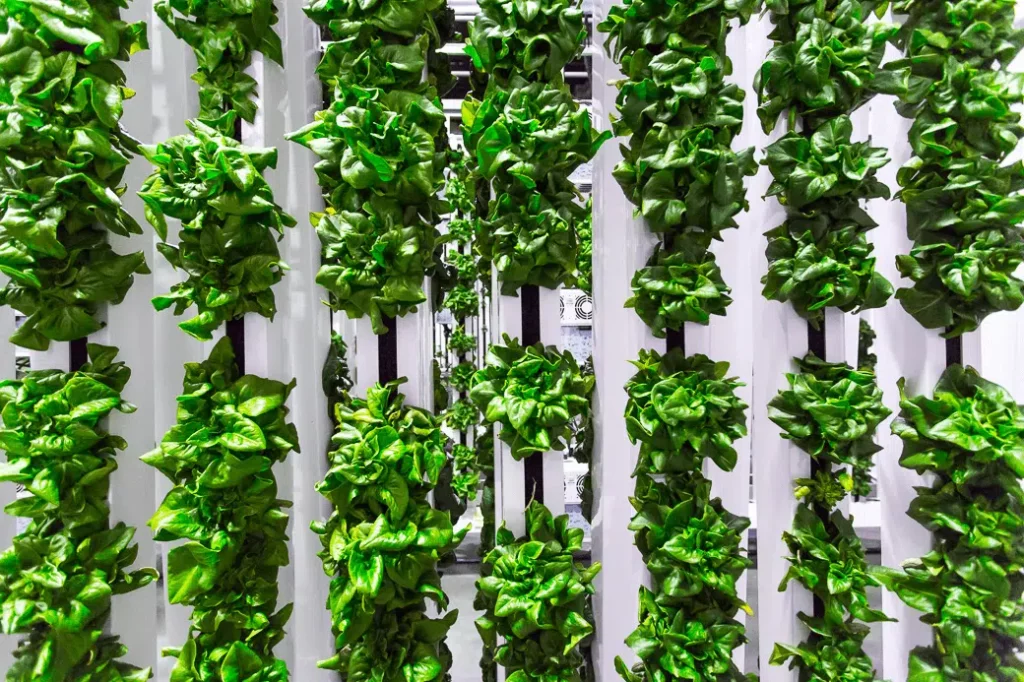 Lettuce growing in a ZipGrow tower