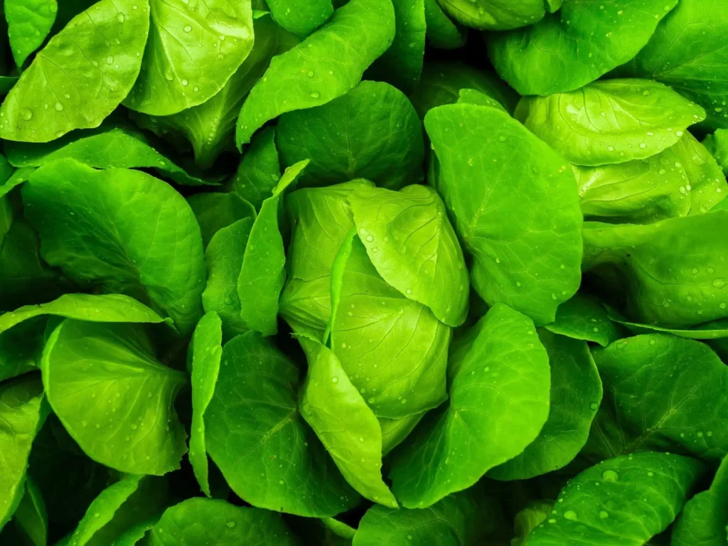 leaves of lettuce