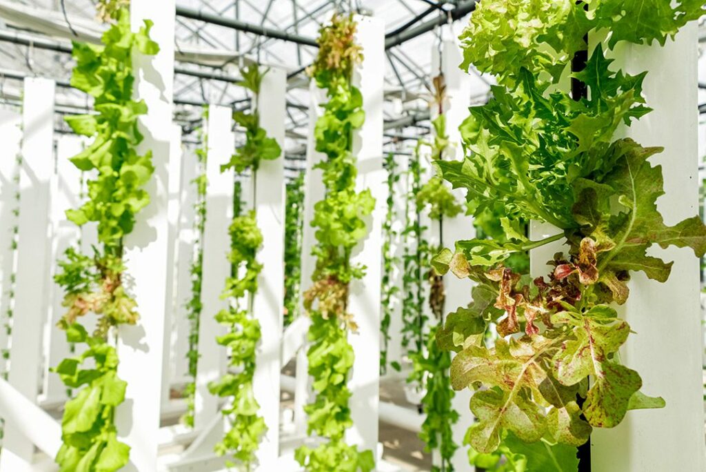 lettuce growing in a zipgrow tower. 